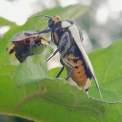 Pryteria alboatra
