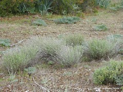 Centaurea hyssopifolia