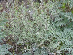 Centaurea hyssopifolia