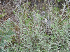 Centaurea hyssopifolia