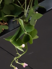 Oxalis articulata