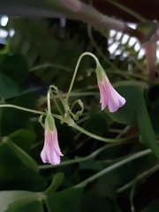 Oxalis articulata
