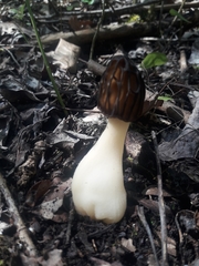 Morchella semilibera