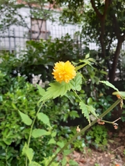 Kerria japonica