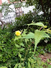 Kerria japonica