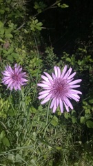 Tragopogon eriospermus