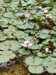 Nymphaea