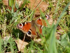Aglais io