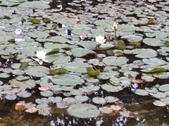 Nymphaea