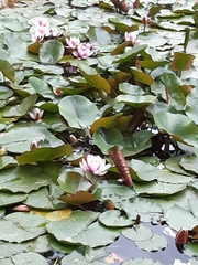 Nymphaea