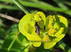 Oedemera atrata