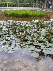 Nymphaea