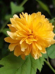Kerria japonica