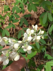 Baptisia albescens