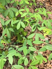 Baptisia albescens
