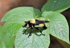 Laphria lata