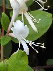 Lonicera japonica