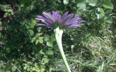 Tragopogon eriospermus