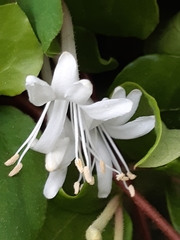 Lonicera japonica