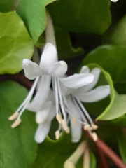 Lonicera japonica