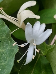 Lonicera japonica