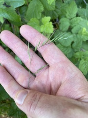 Festuca microstachys