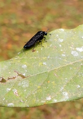Pachylosticta