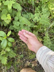 Festuca microstachys