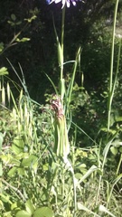 Tragopogon eriospermus