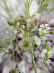 Thesium divaricatum