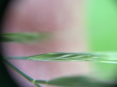 Festuca microstachys