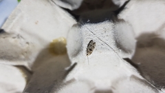 Mirificarma cytisella