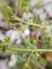 Thesium divaricatum