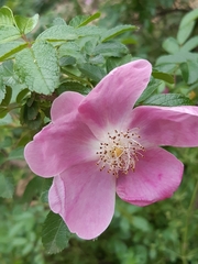 Rosa
