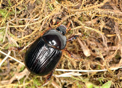 Adoryphorus coulonii