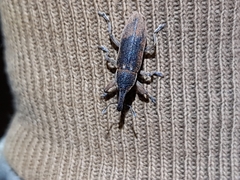 Lixus punctiventris