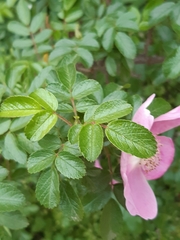 Rosa