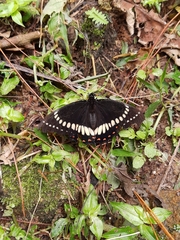 Papilio scamander grayi