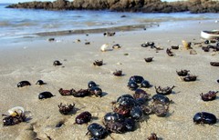 Adoryphorus coulonii