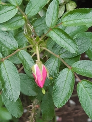 Rosa