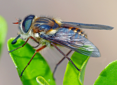 Scaptia jacksonii