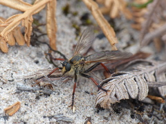 Neoscleropogon lanatus
