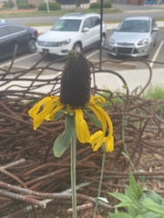 Rudbeckia maxima