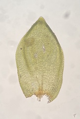 Pterigynandrum filiforme