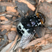 Amphibolia Flies - Photo (c) Simon Grove, some rights reserved (CC BY-NC), uploaded by Simon Grove