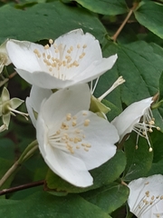 Philadelphus coronarius