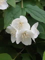 Philadelphus coronarius