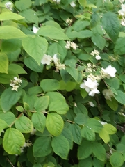 Philadelphus coronarius