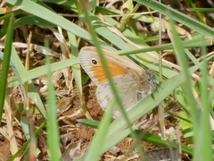 Coenonympha pamphilus