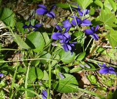 Viola adunca adunca